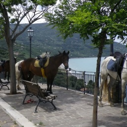 Cavalli al Cozzo Mauro SantAmbrogio Horses in SantAmbrogio Sicily Cheval a SantAmbrogio Sicile
